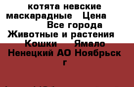 котята невские маскарадные › Цена ­ 18 000 - Все города Животные и растения » Кошки   . Ямало-Ненецкий АО,Ноябрьск г.